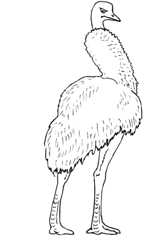 Emu The Largest Bird In Australia Coloring Page